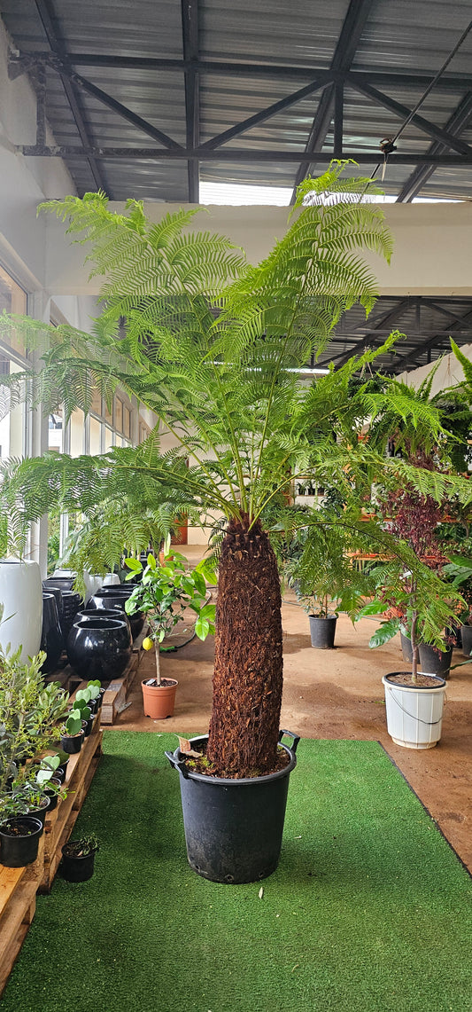 Dicksonia Antarctica Gigantic (Tree Fern)
