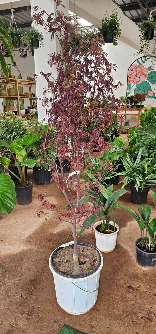 Acer (Japanese Maple) Blood Good