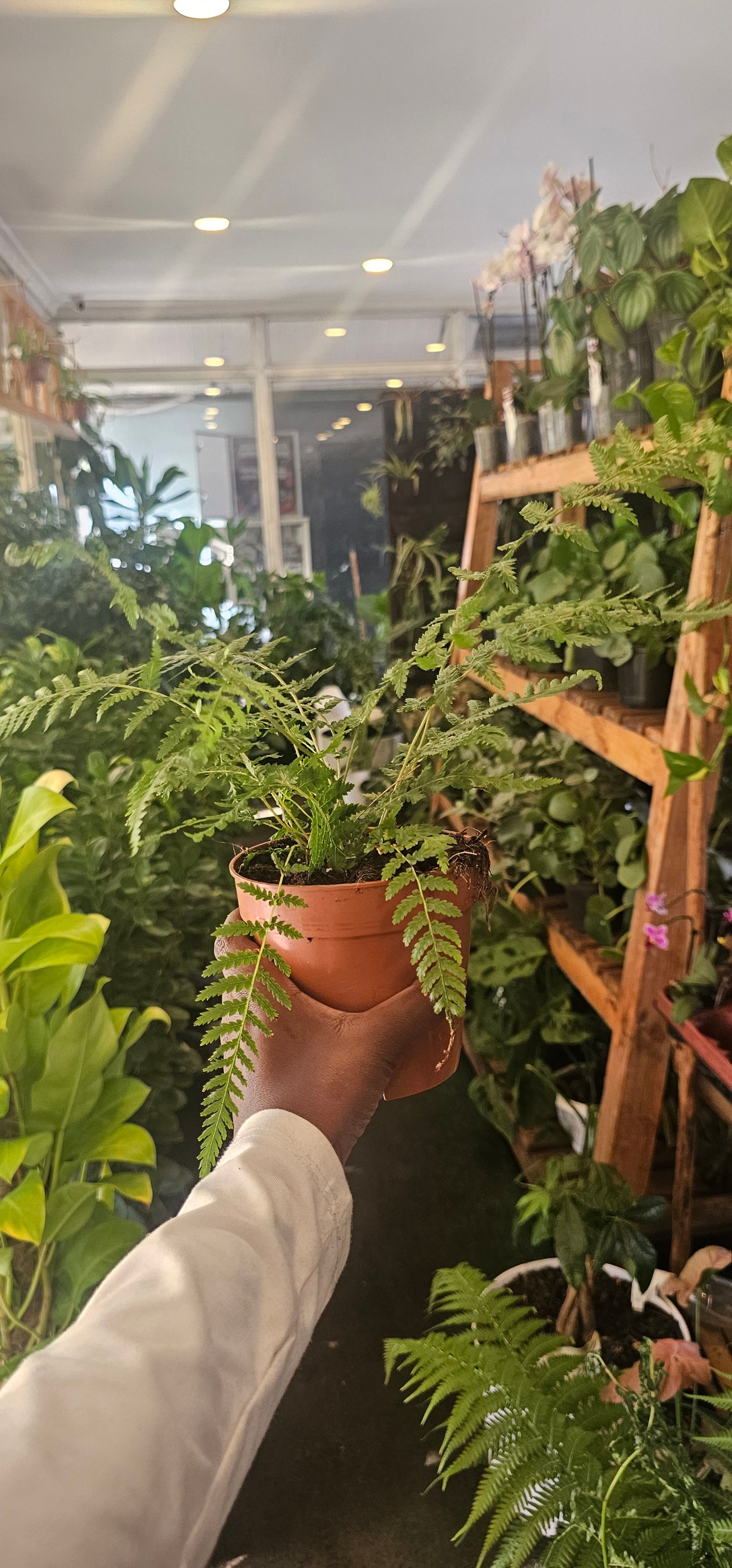 Dicksonia Antarctica (Tree Fern)