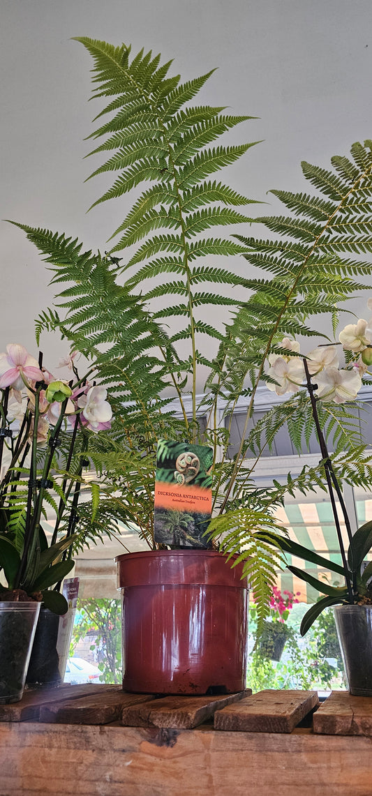 Dicksonia Antarctica (Tree Fern)