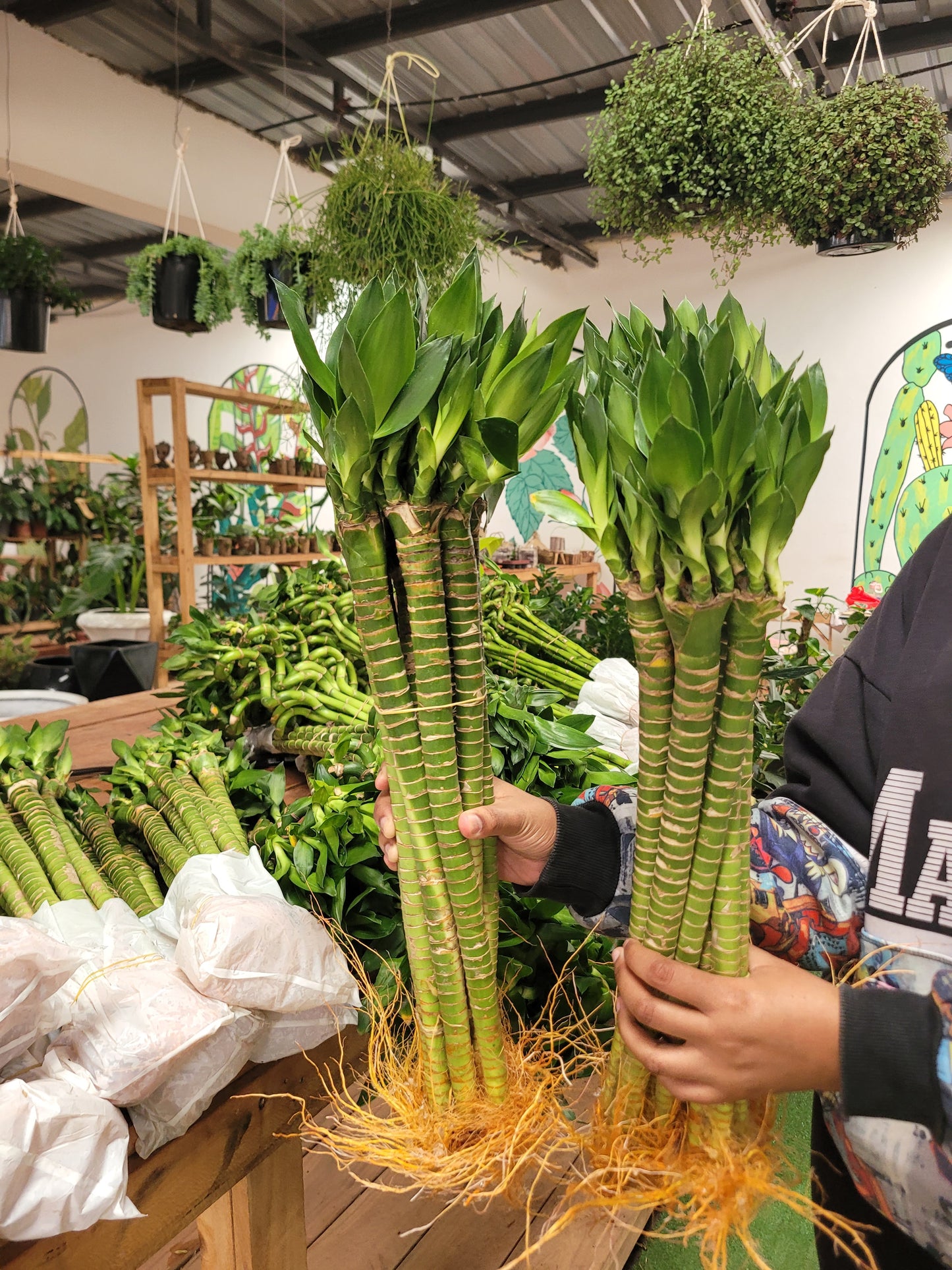 Dragon Lucky Bamboo