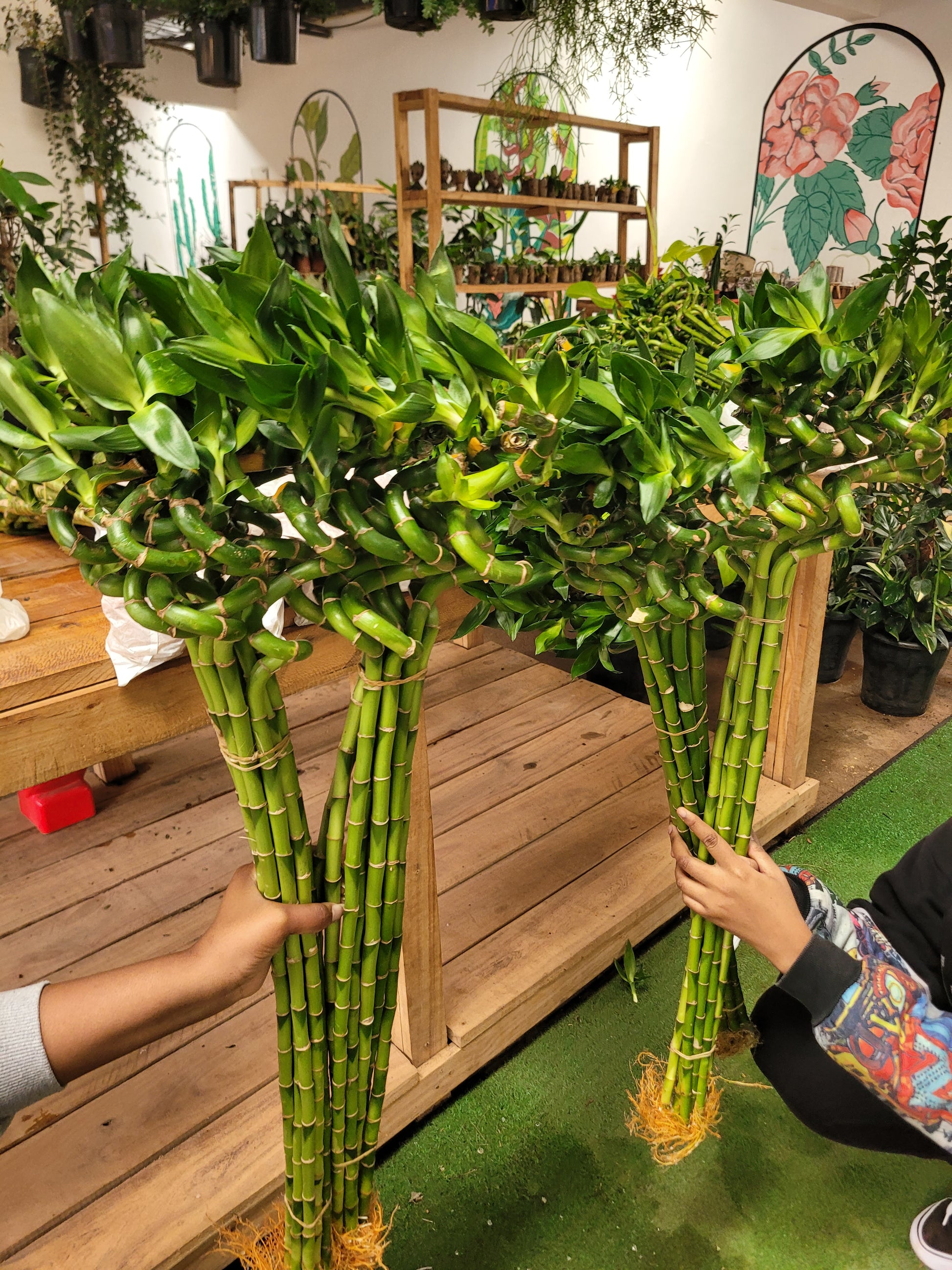 twisted lucky bamboo plant Spiral Lucky Bamboo – Planty Kenya