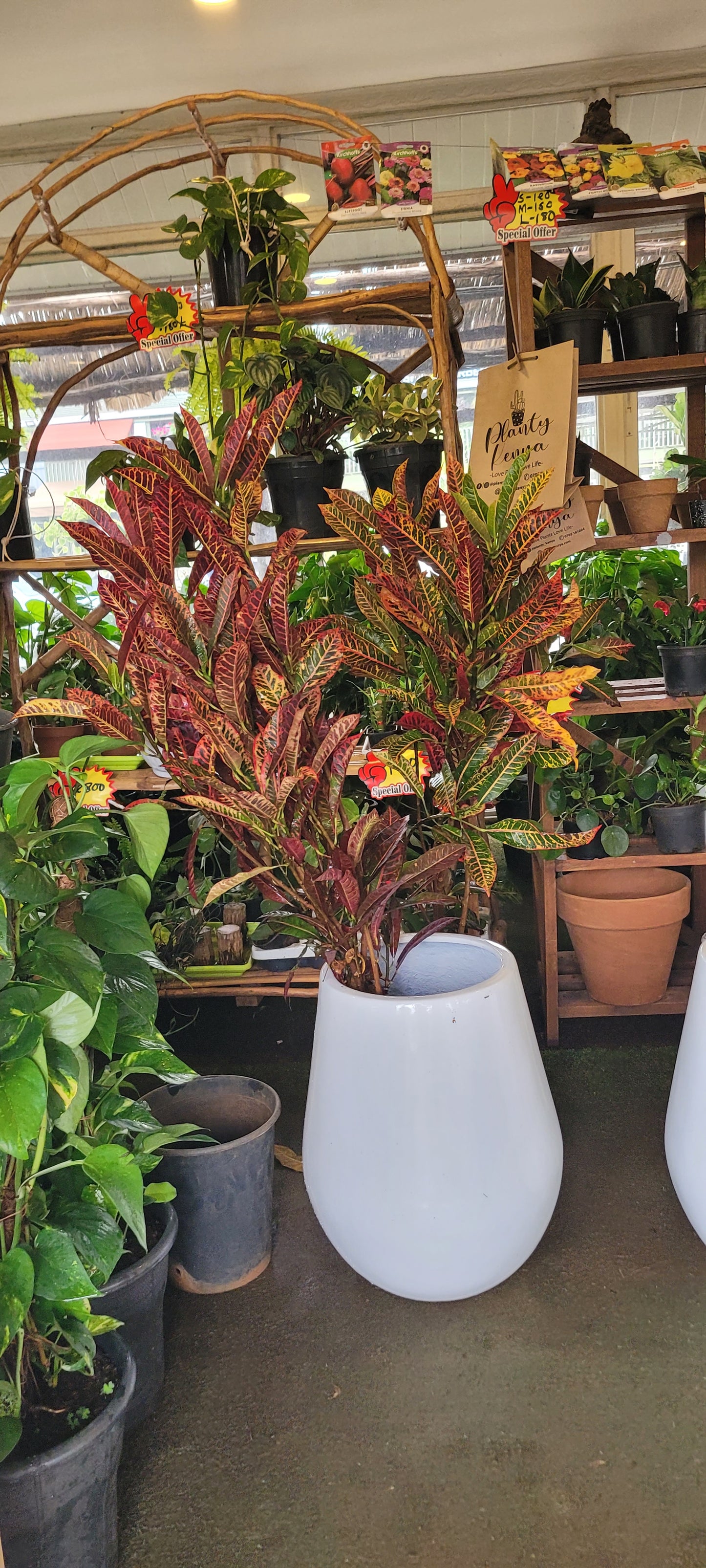 Croton ( Codiaeum variegatum)