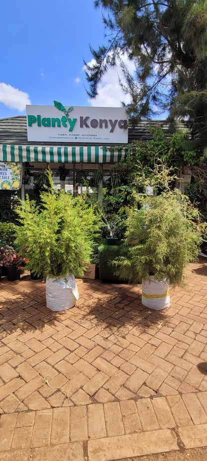 Cypress Christmas tree