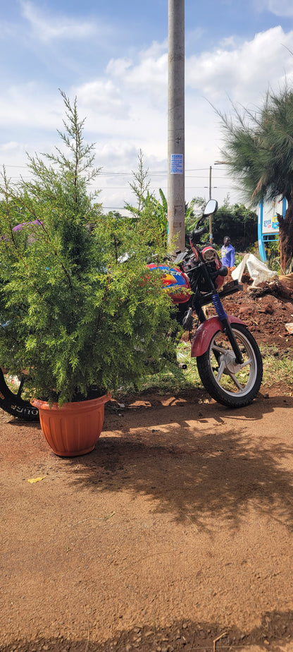 Cypress Christmas tree