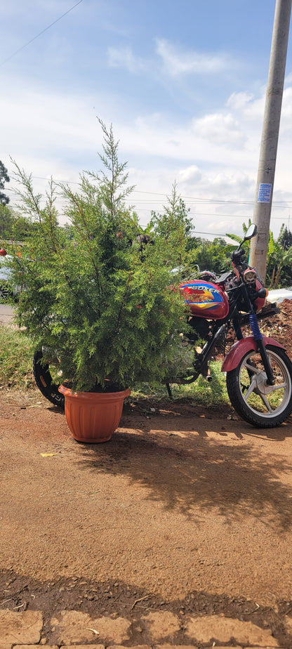 Cypress Christmas tree