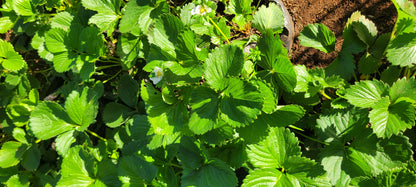 Strawberries