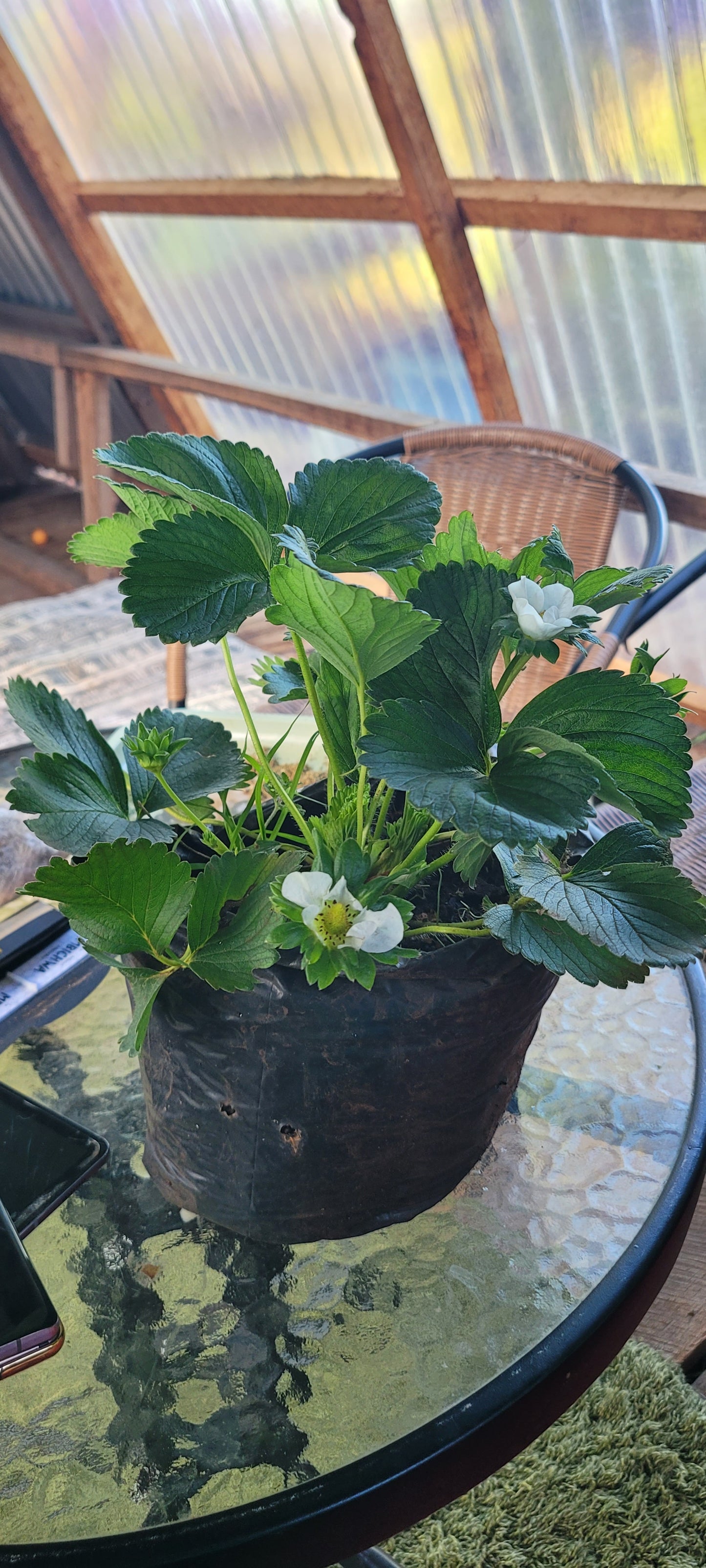 Strawberries
