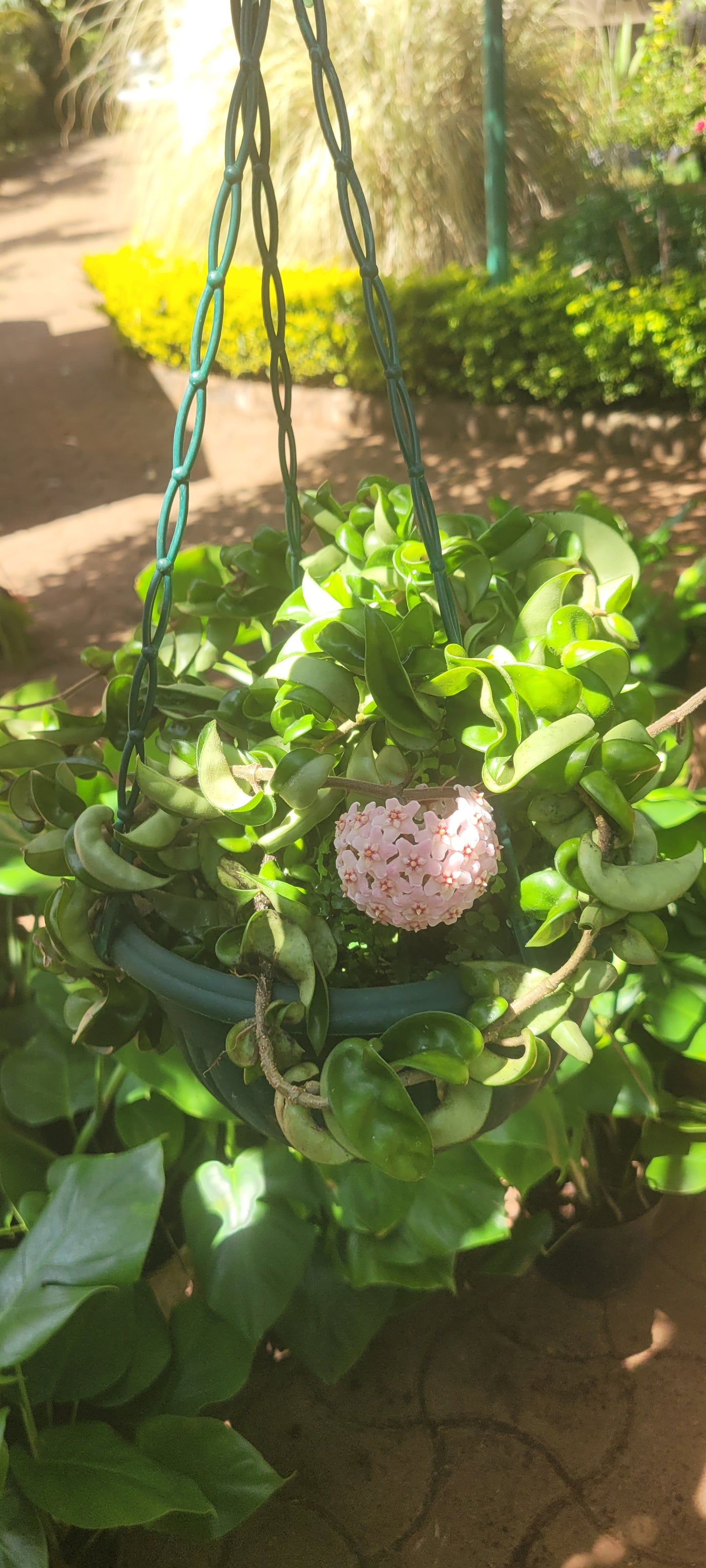Hoya Compacta