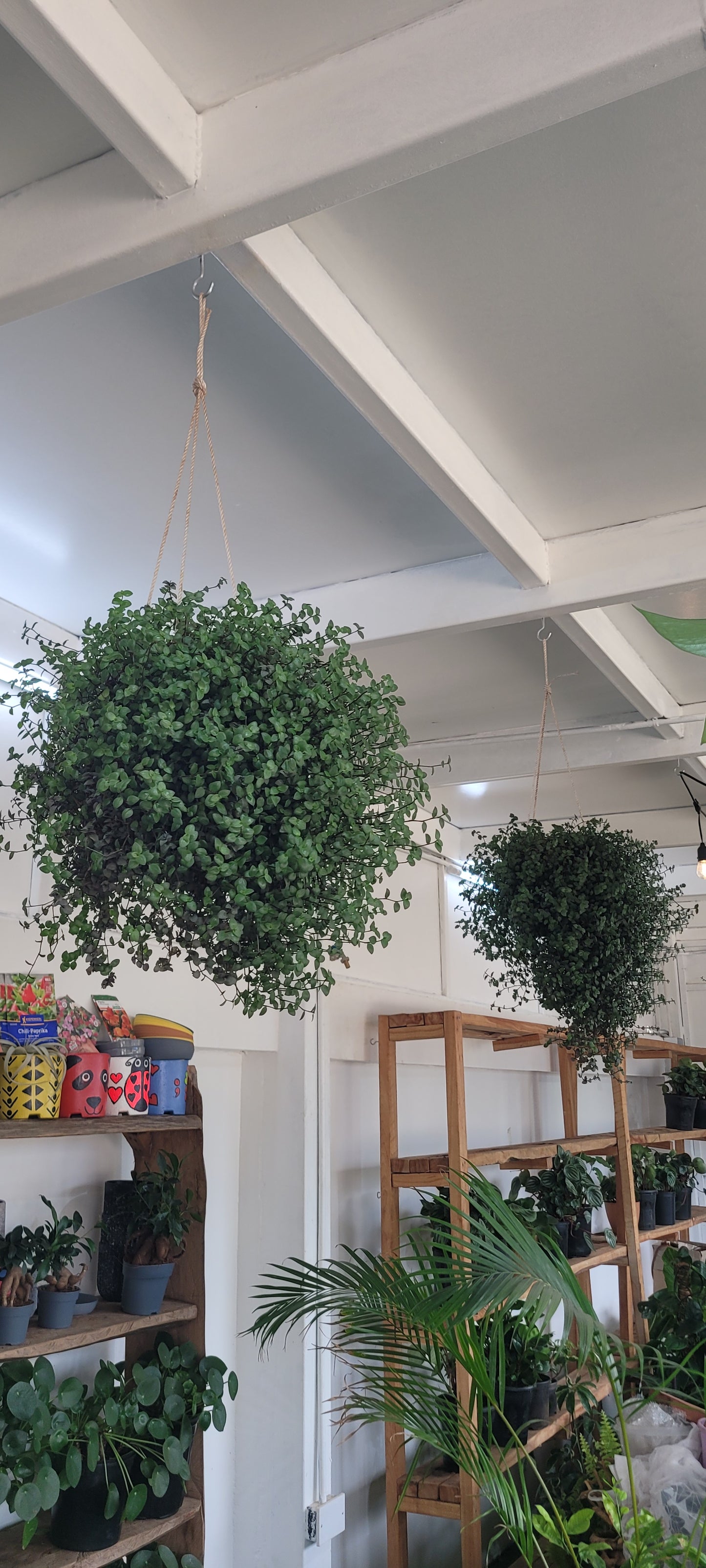 Green Inch Plant