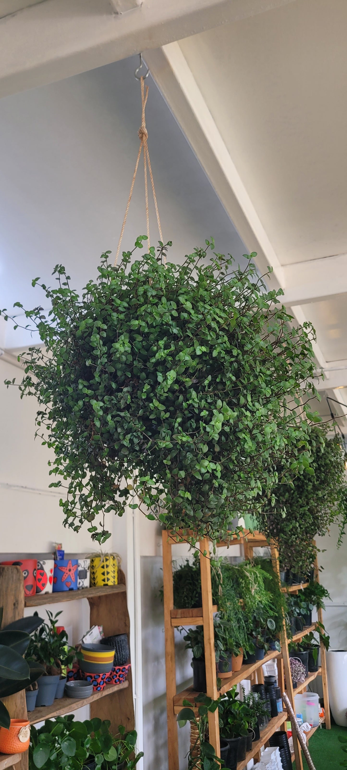Green Inch Plant