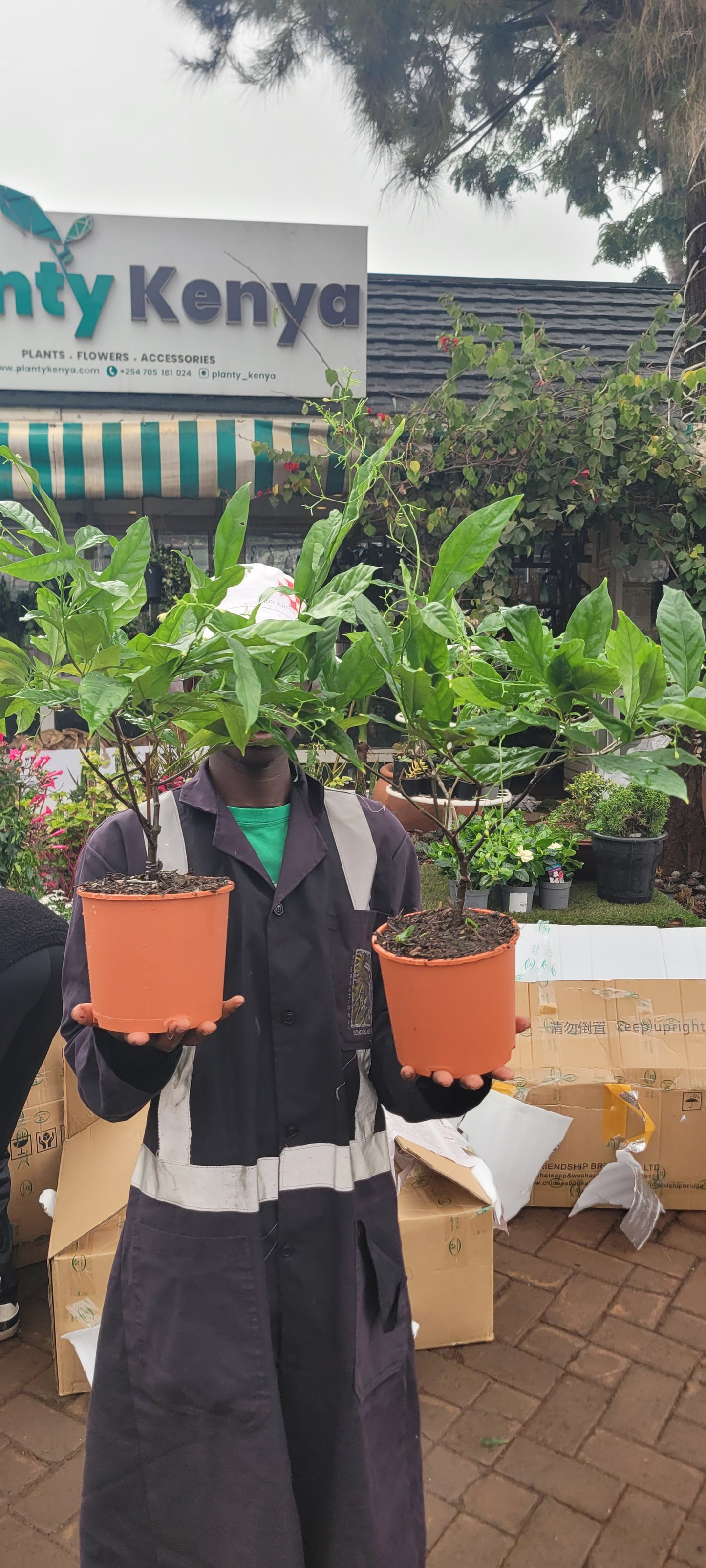 Clerodendrum wallichii (Trailling Jasmine)
