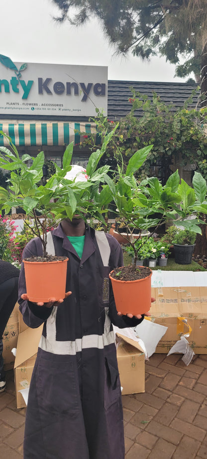 Clerodendrum wallichii (Trailling Jasmine)