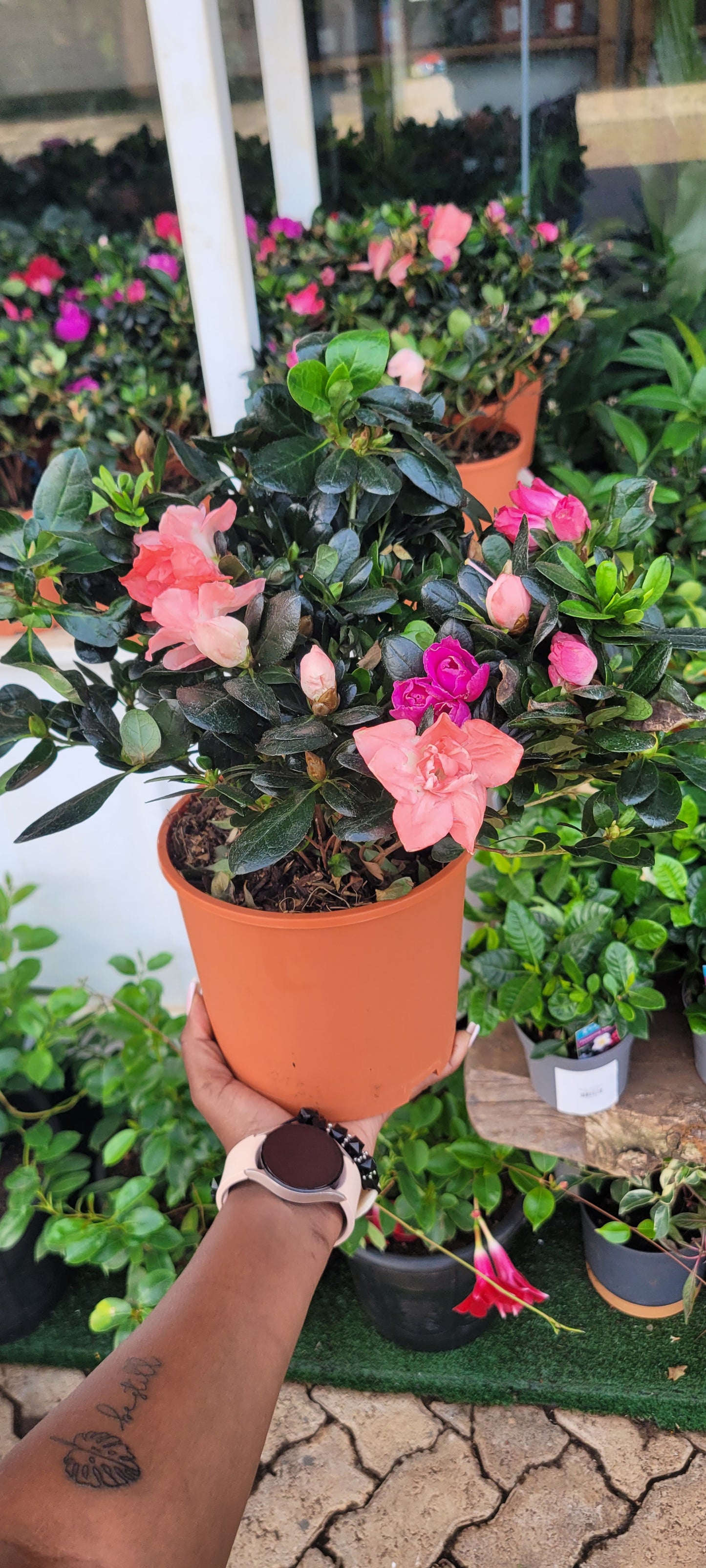 Multicolor Azaelea