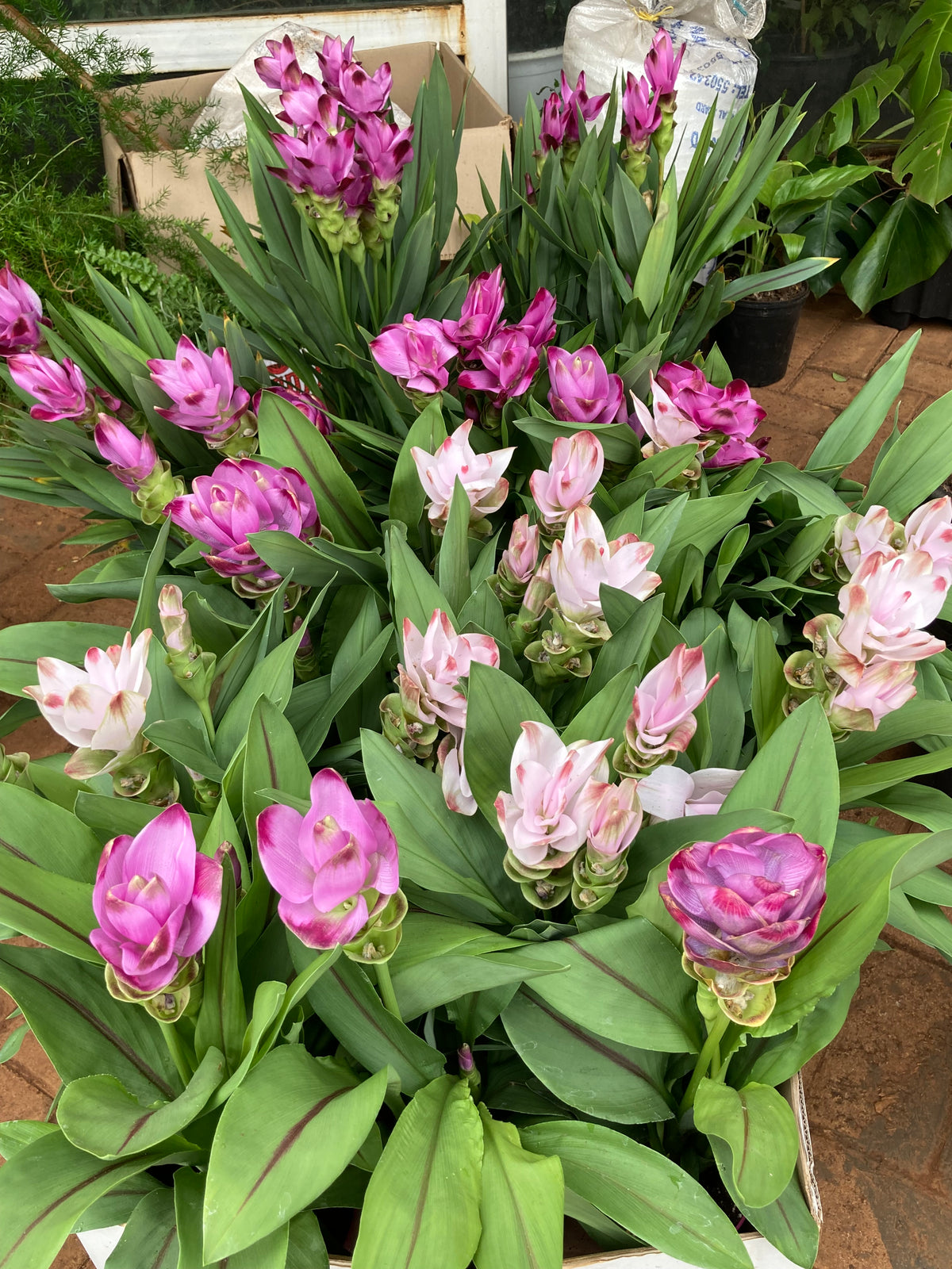 Siam Tulips
