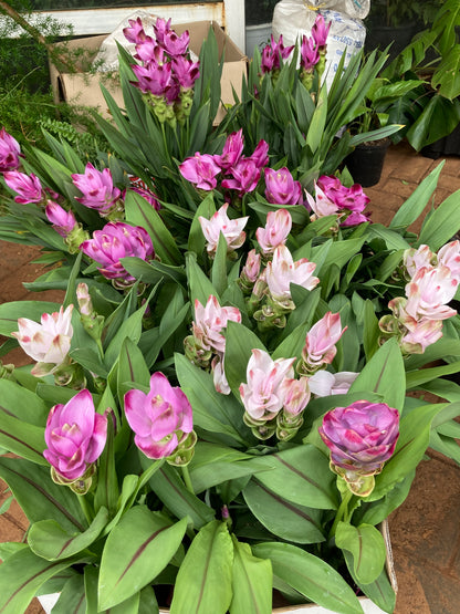 Siam Tulips
