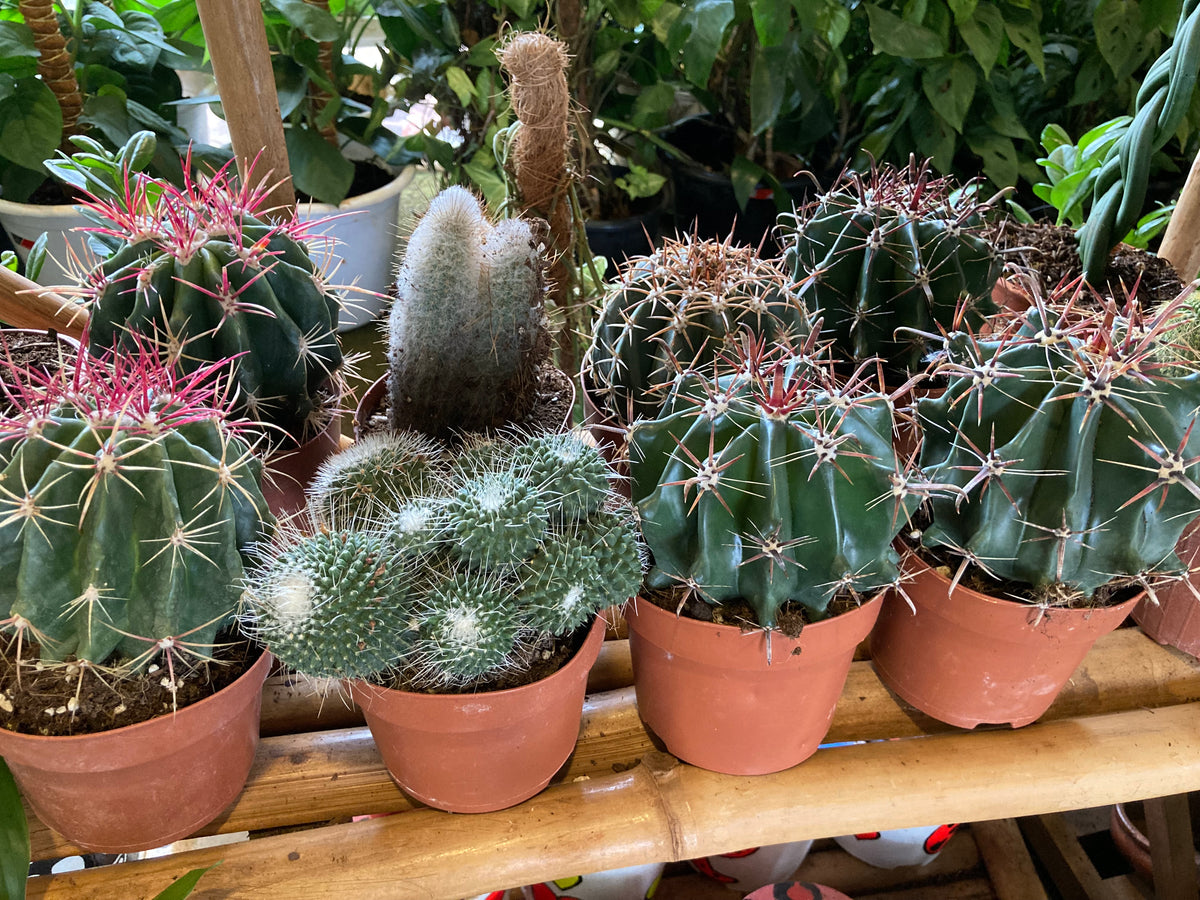 Natures Suprise Large Cacti