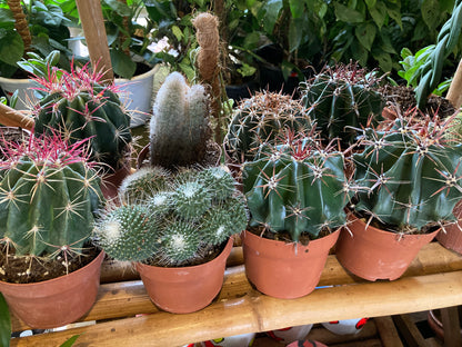 Natures Suprise Large Cacti