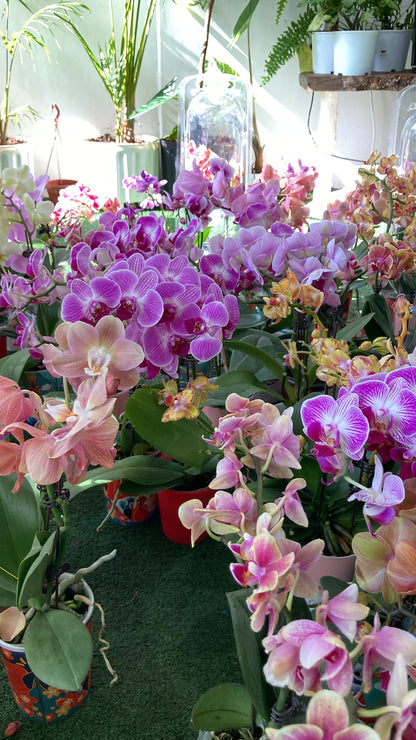 Orchids