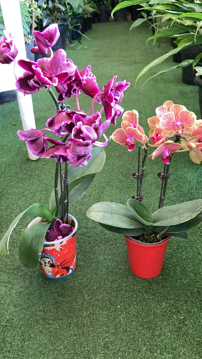 Orchids