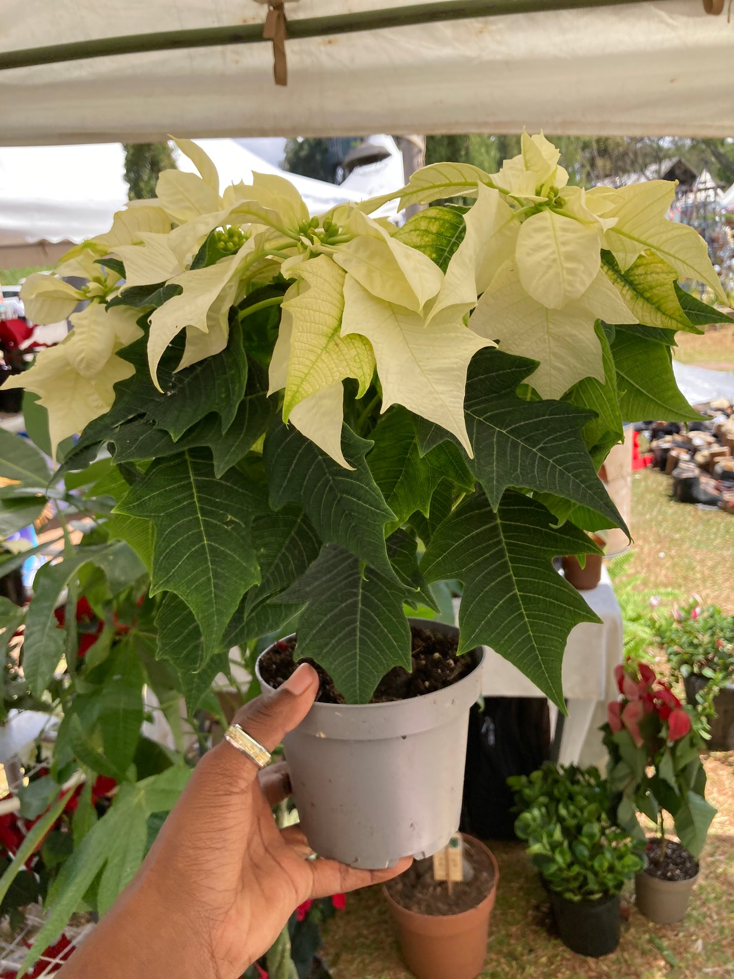 Poinsettias