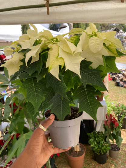 Poinsettias