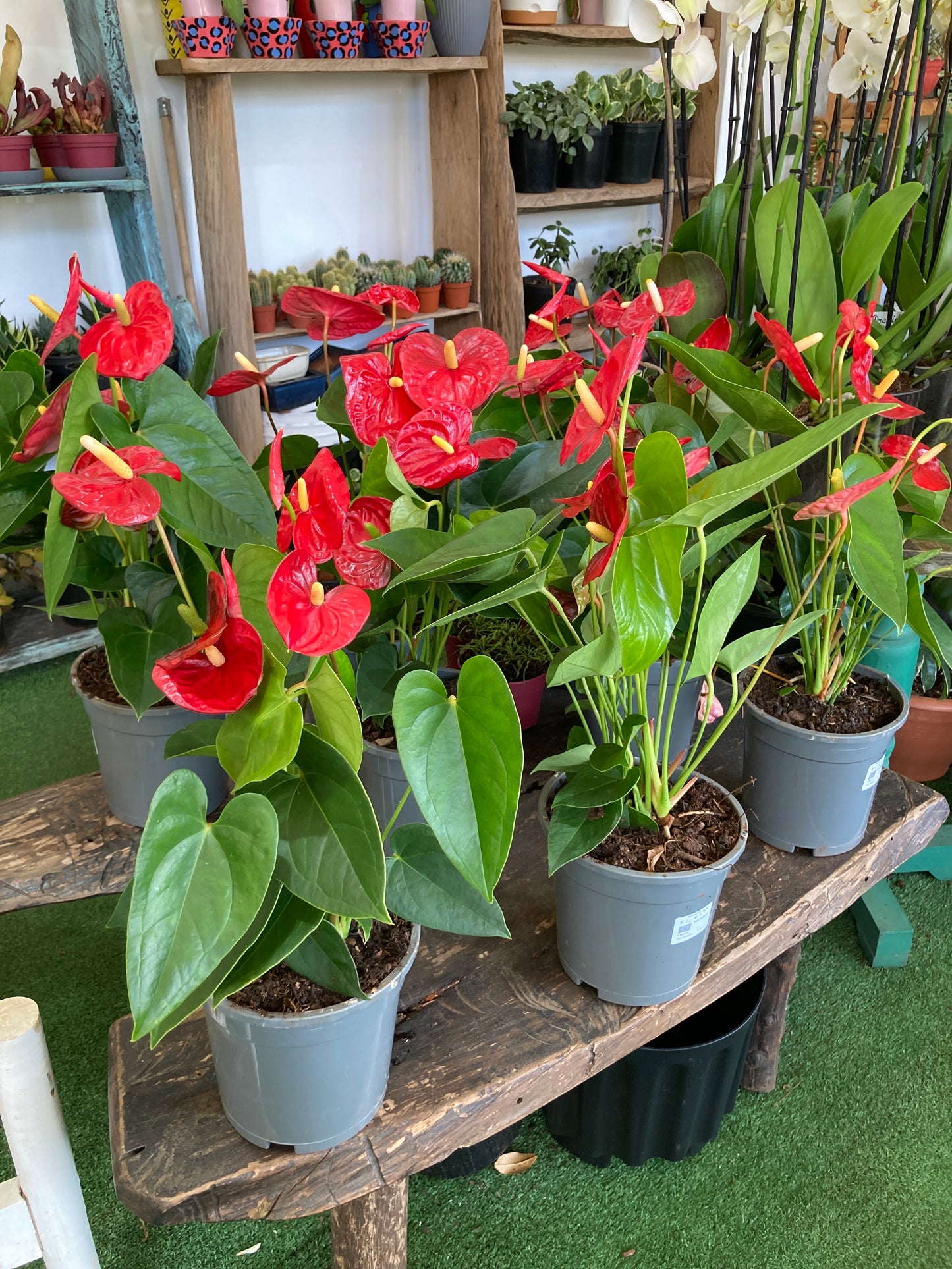 Anthurium