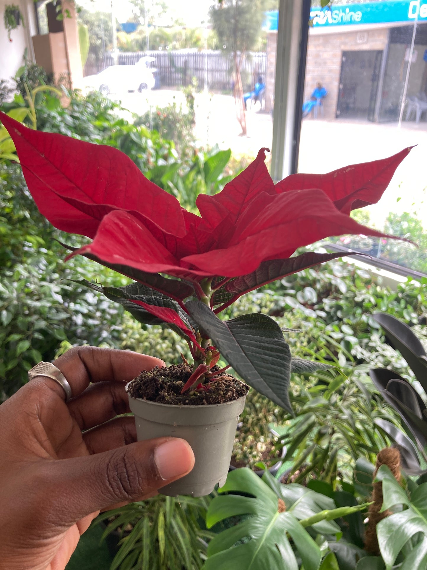 Poinsettias
