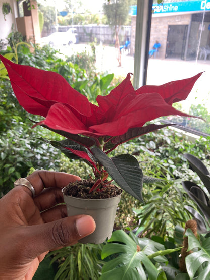Poinsettias