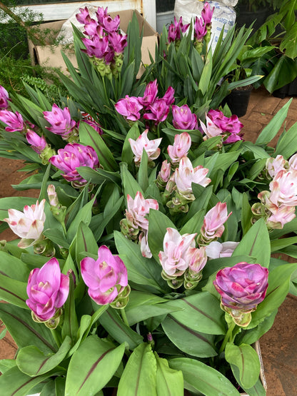 Siam Tulips