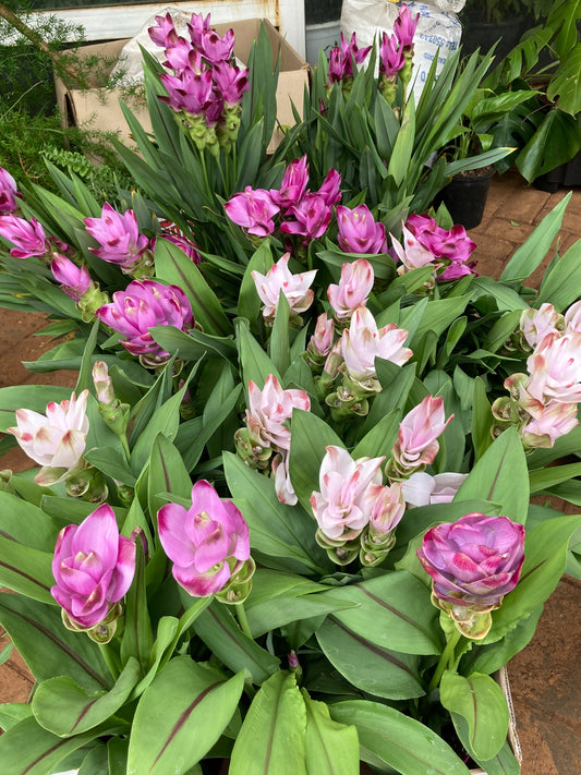 Siam Tulips