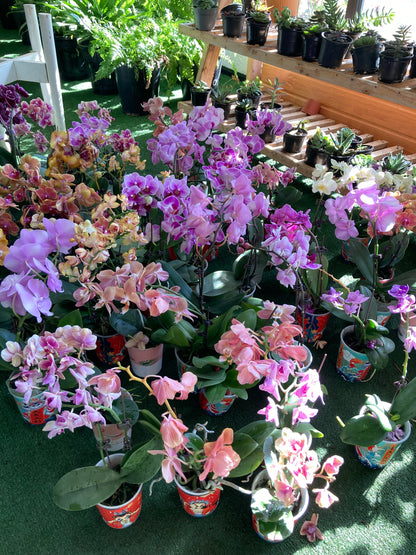 Orchids