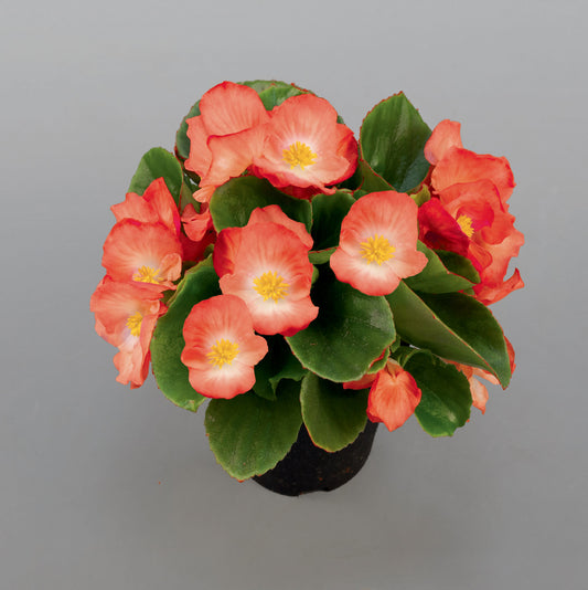 Begonia semperflorens