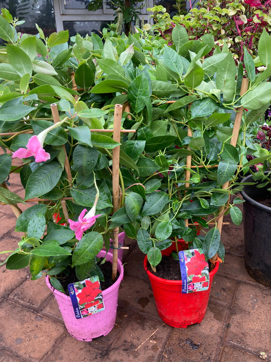 Exotic Mandevilla