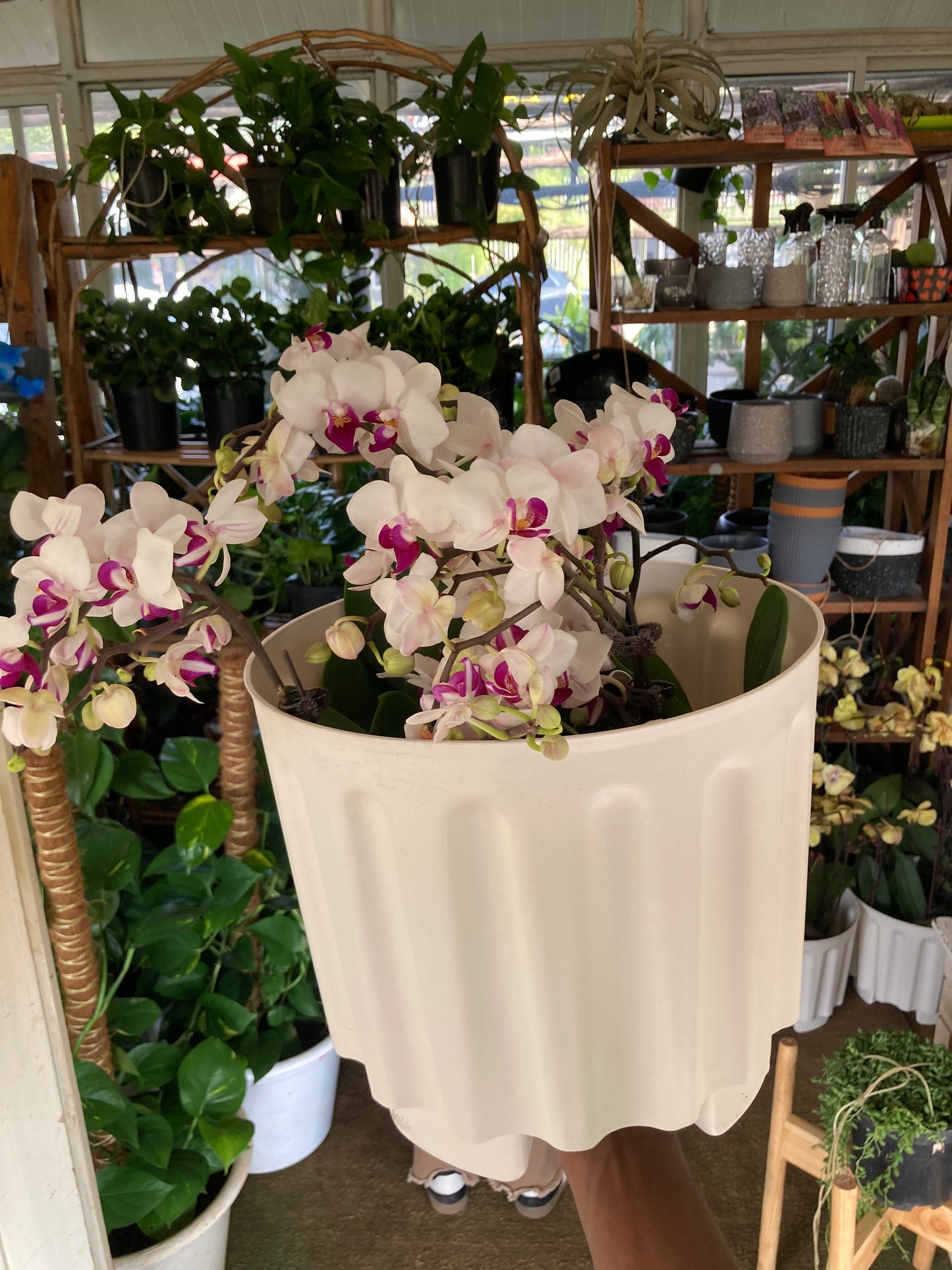 Orchids
