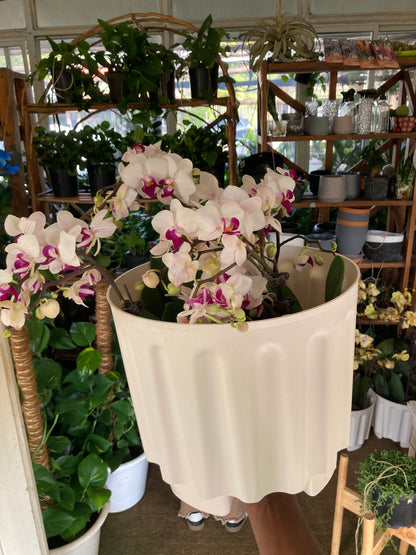 Orchids