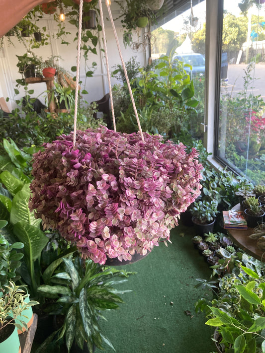 Pink inch plant
