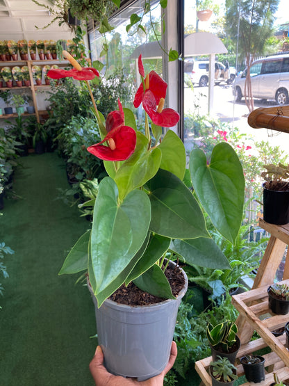 Anthurium