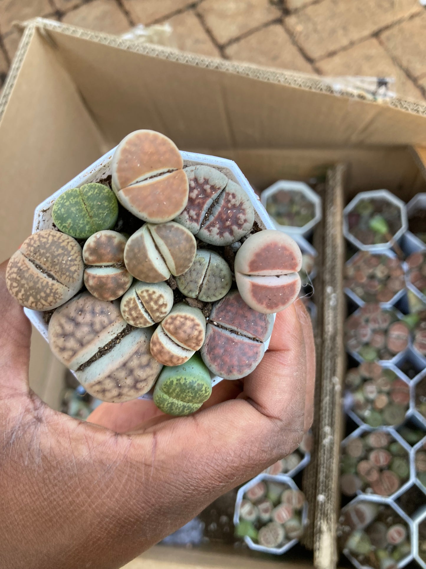 Lithops