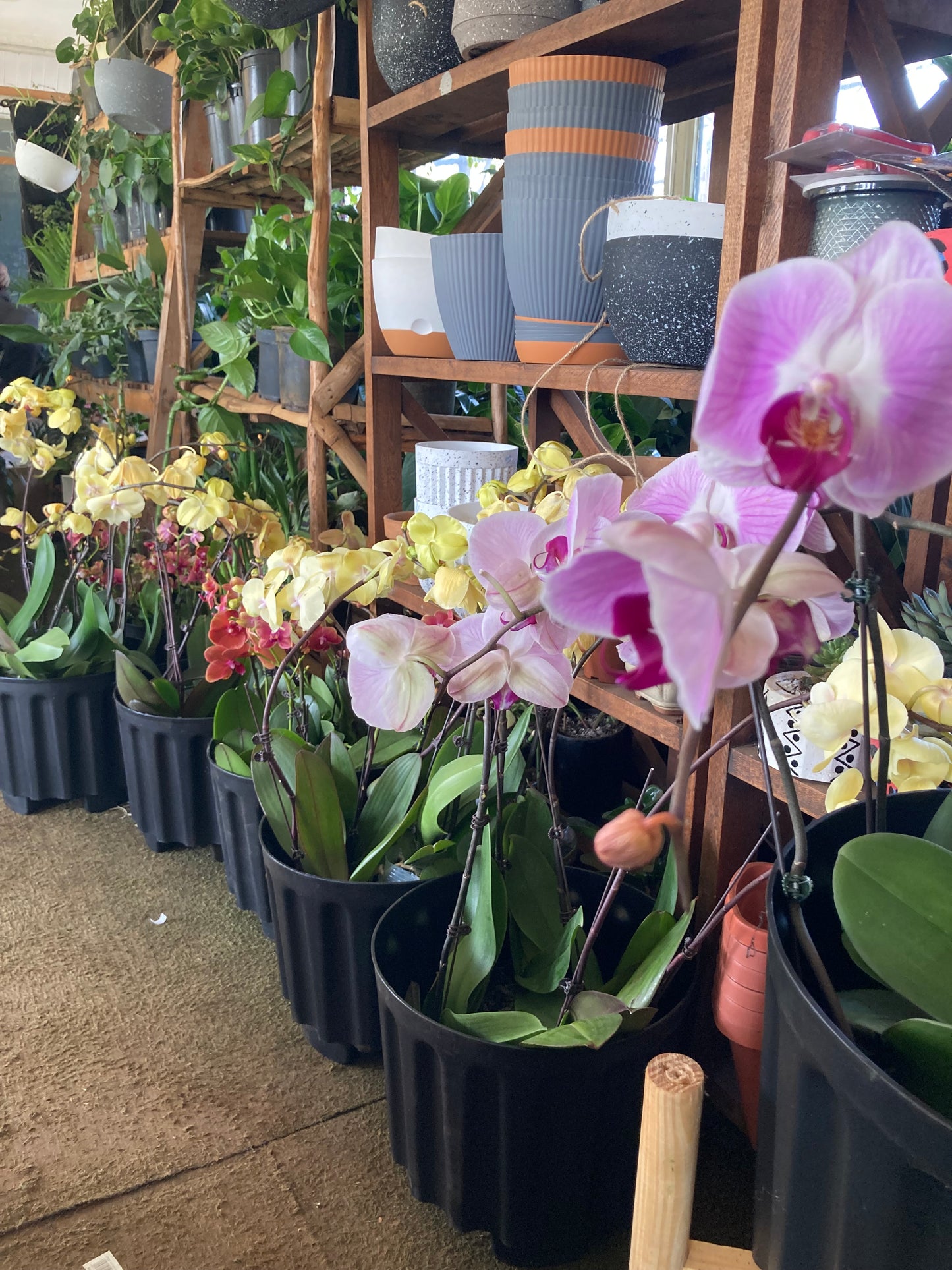 Orchids