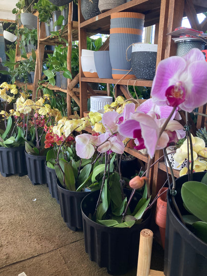 Orchids