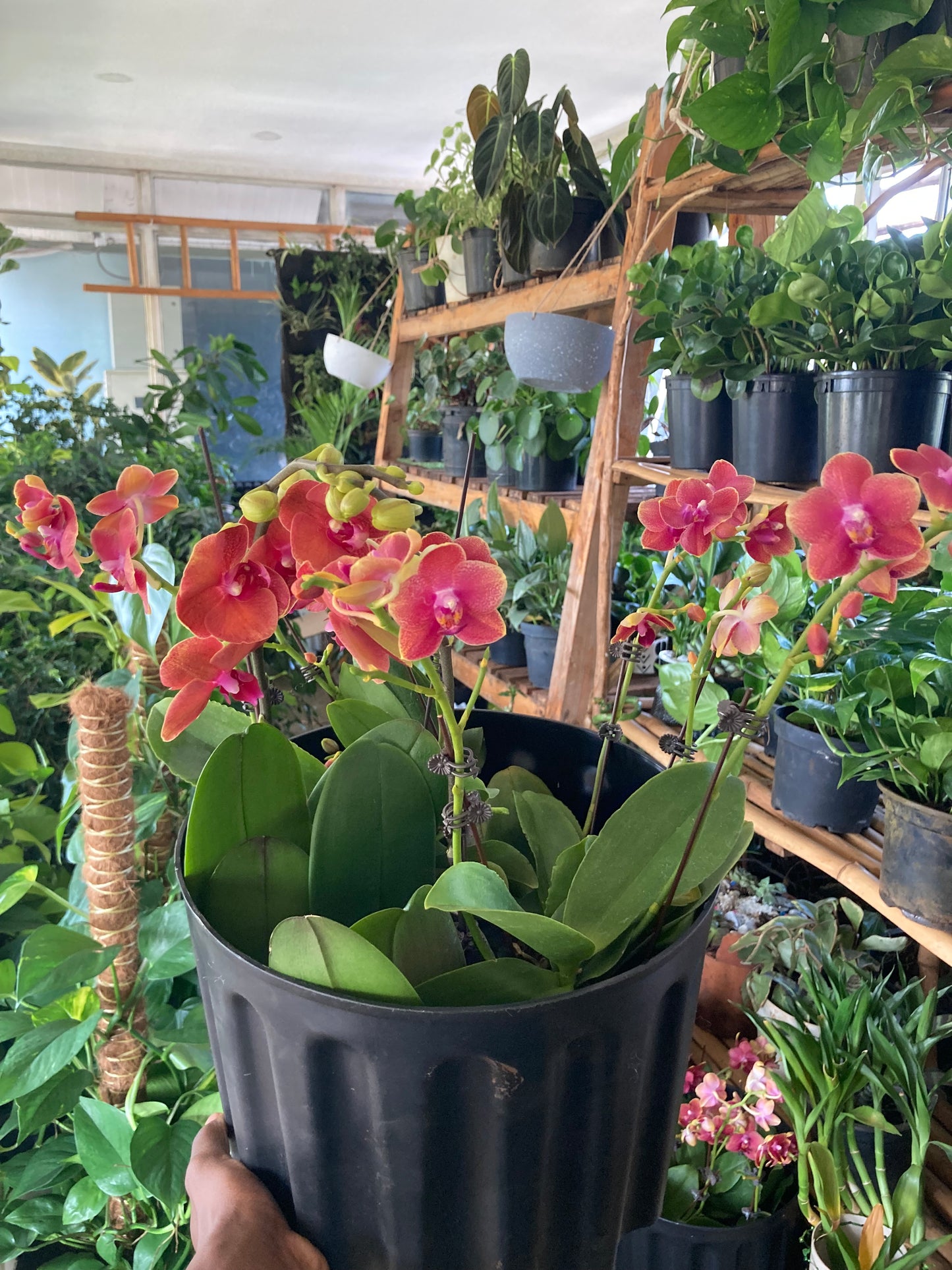 Orchids