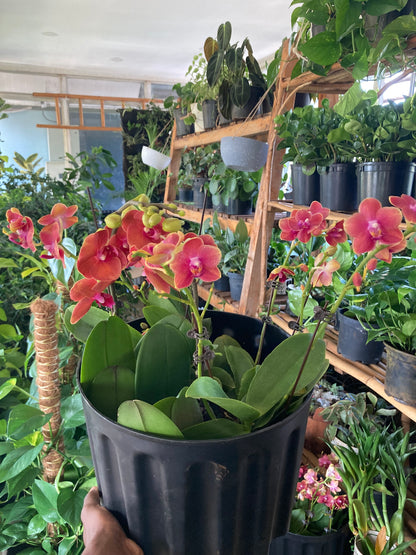 Orchids