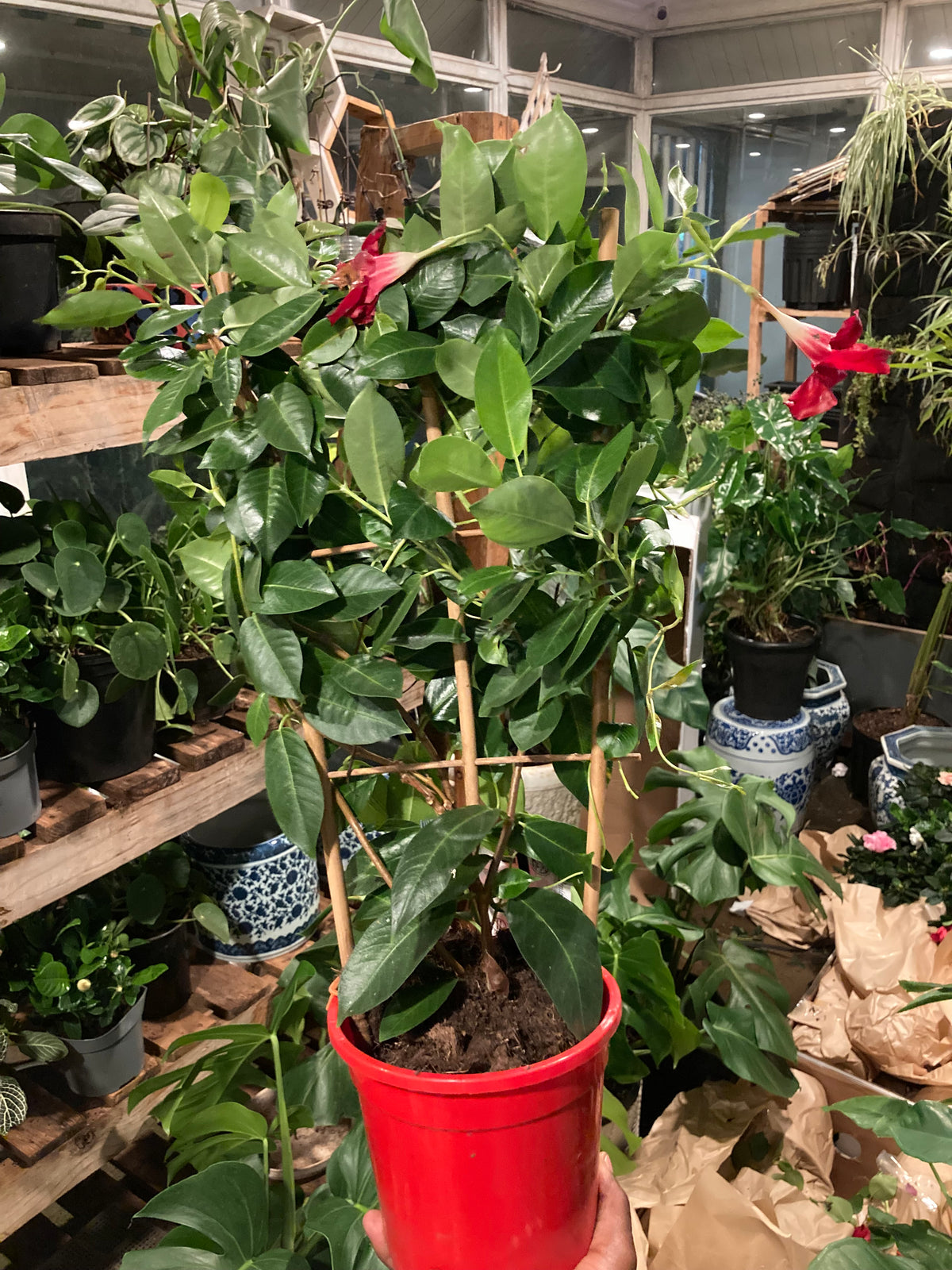Exotic Mandevilla
