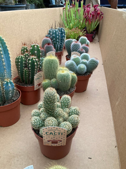 Cacti - Nature Suprise