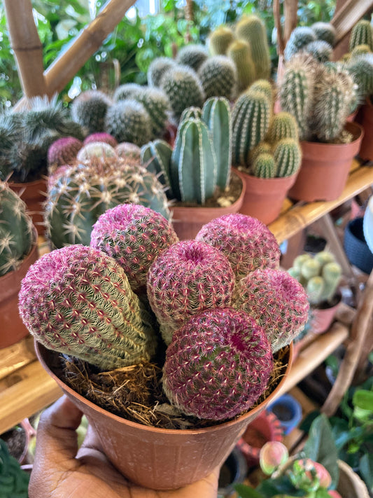 Natures Suprise Large Cacti