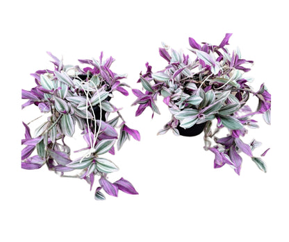 Tradescantia Nanouk (Wandering Jew)