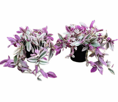 Tradescantia Nanouk (Wandering Jew)
