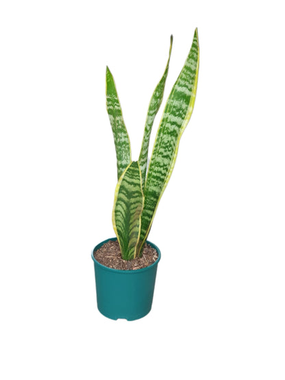 snake plant in marathi Snake Plant | Order Online Now