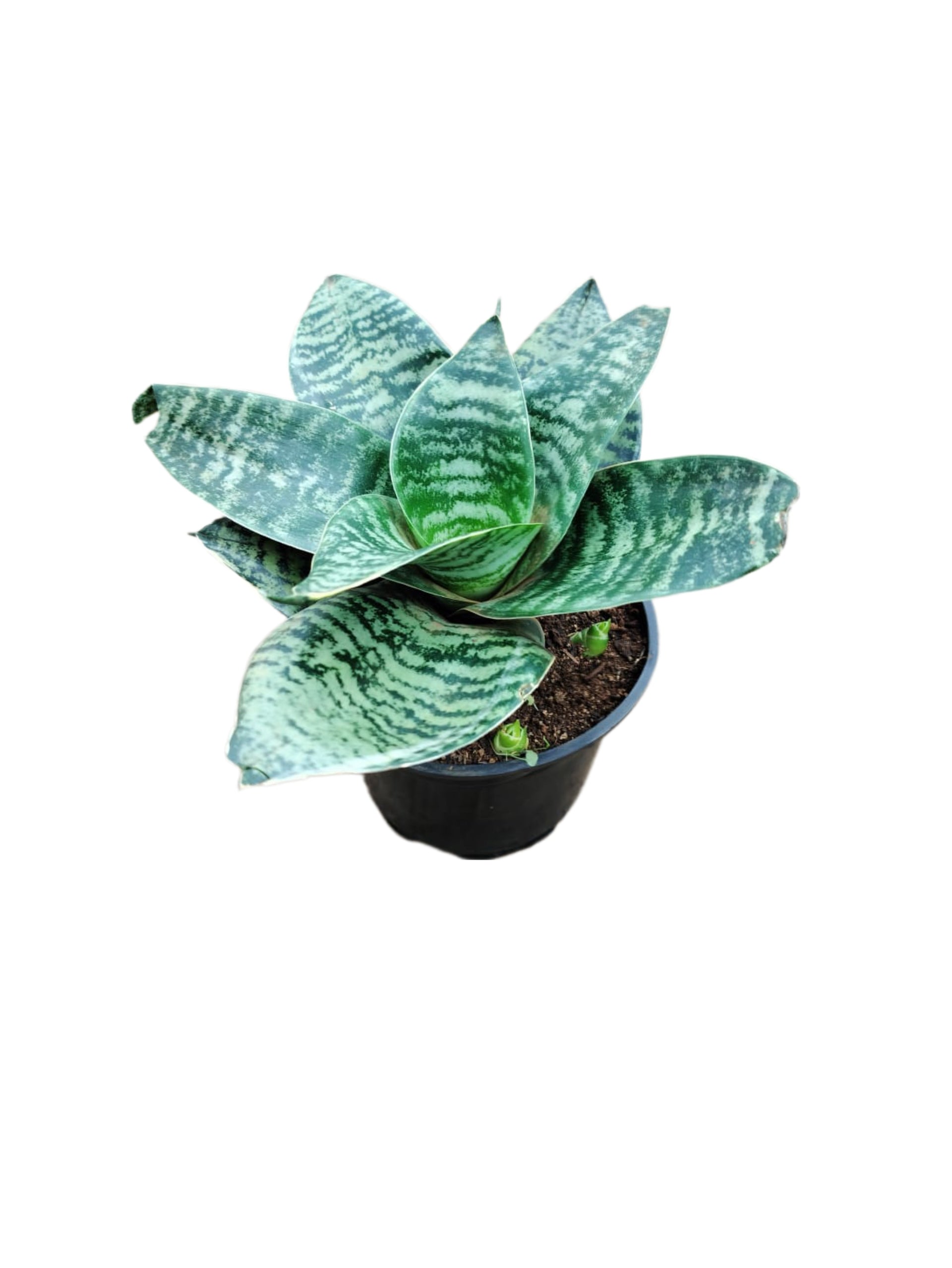 Dwarf snakeplant | Order Online Now